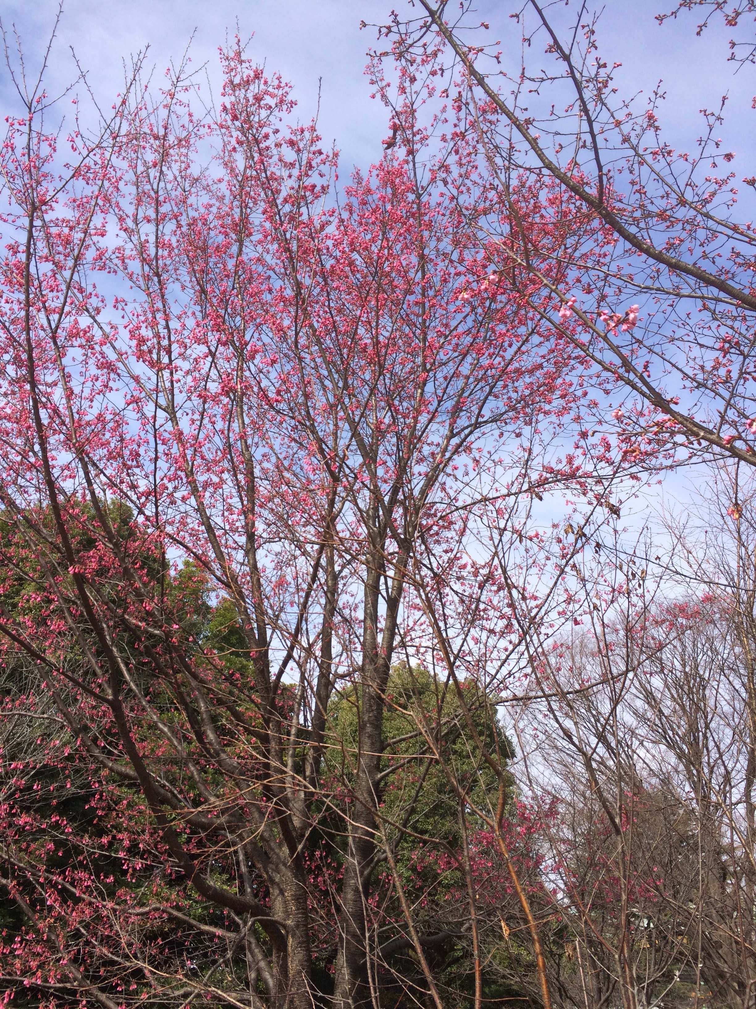 北の丸公園　桜の木